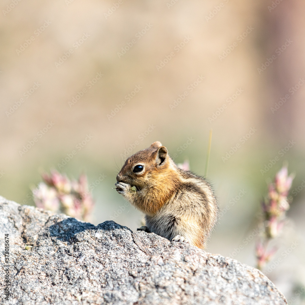chipmunk on the rock chipmunk on the rock