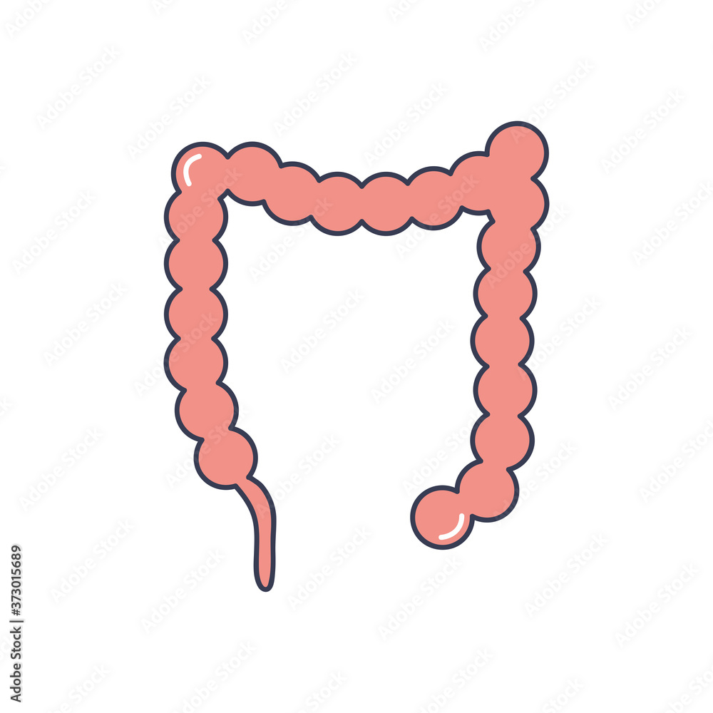 human body concept, large intestine icon, line fill style human body concept, large intestine icon, line fill style
