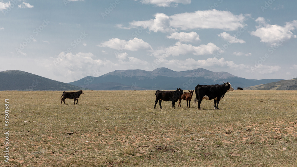 Obraz premium Colorado /USA Cows graze freely in the fields of Colorado.