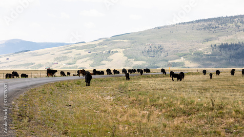 Fairplay, Colorado /USA  Cows graze freely in the fields of Colorado. 