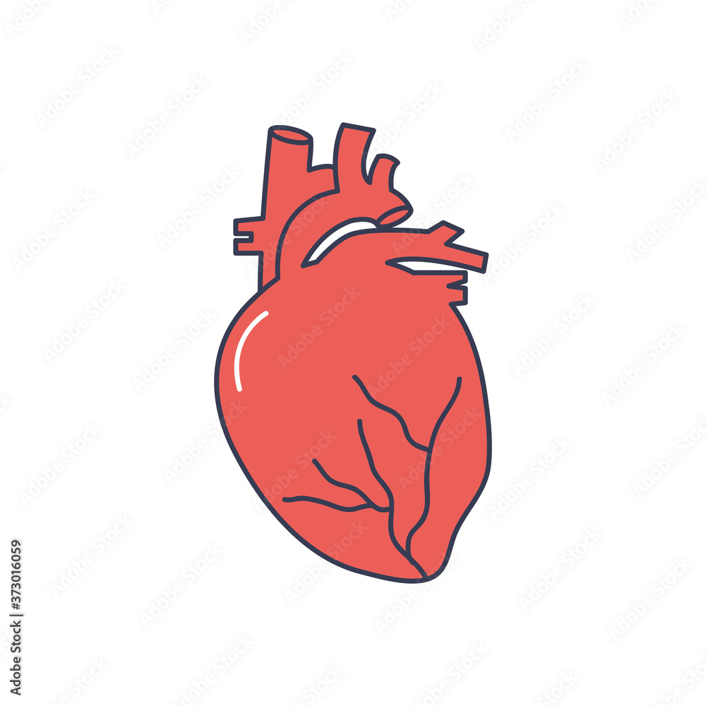 human body concept, anatomical heart icon, line fill style human body concept, anatomical heart icon, line fill style