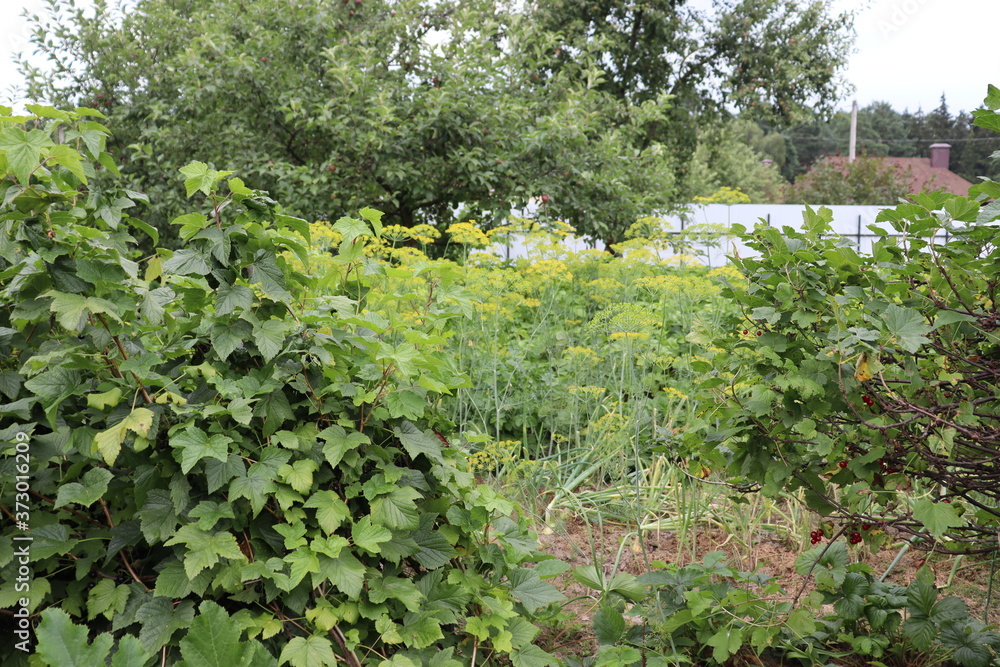 agricultural garden in belarusian village agricultural garden in belarusian village
