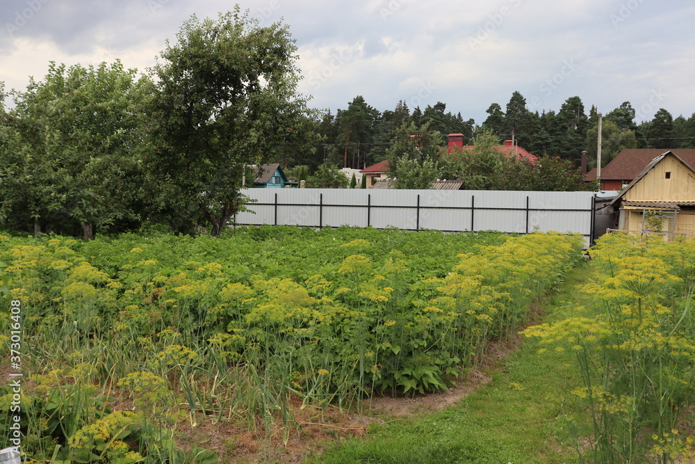 agricultural garden in belarusian village