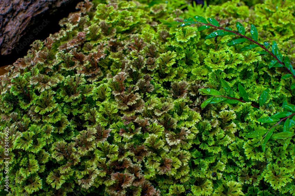 fern leaves green foliage nature flora fern background, Selaginella involvens (Sw.) Spring, fern leaves green foliage nature flora fern background, Selaginella involvens (Sw.) Spring,