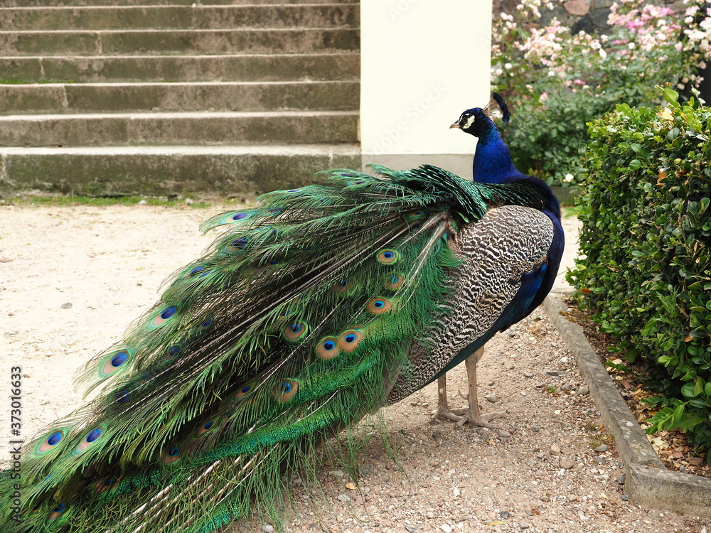 Obraz premium Peacock and stairs (Dendrological Garden in Przelewice (arboretum przelewice) Poland)