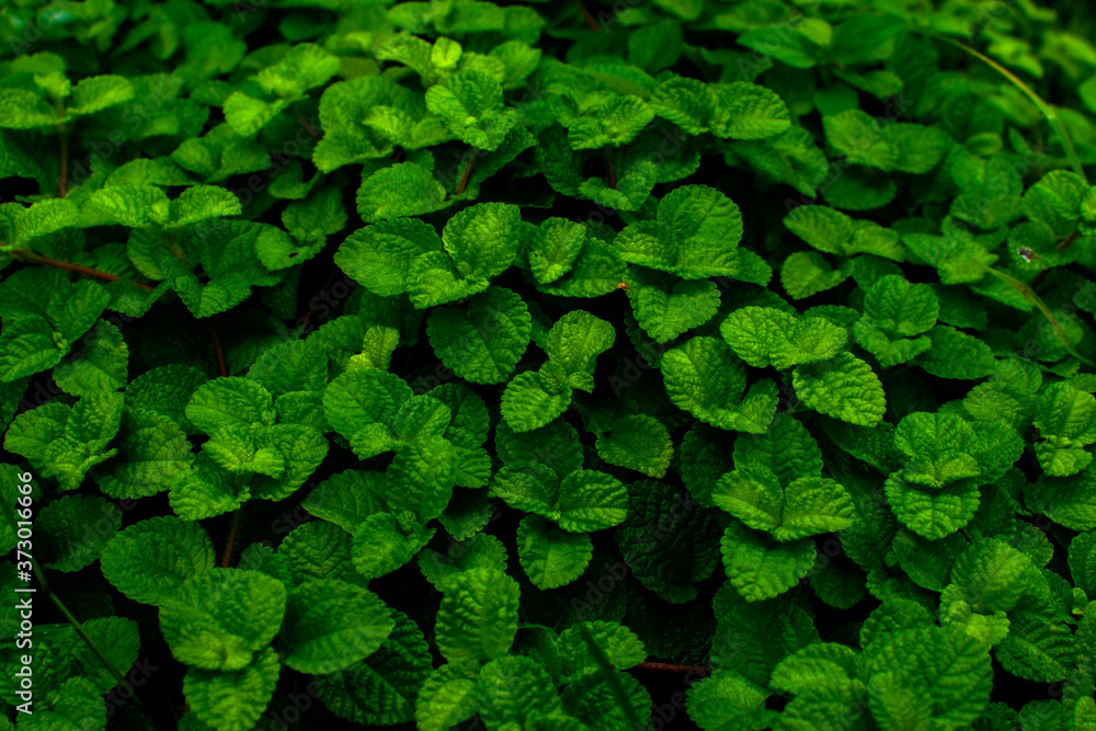 Green plant for background, Green Mint texture or mint background, Green left use for background, Green Leaves form natural. Fresh raw mint leaves. Mint leaves from garden. Dark Tone Green plant for background, Green Mint texture or mint background, Green left use for background, Green Leaves form natural. Fresh raw mint leaves. Mint leaves from garden. Dark Tone