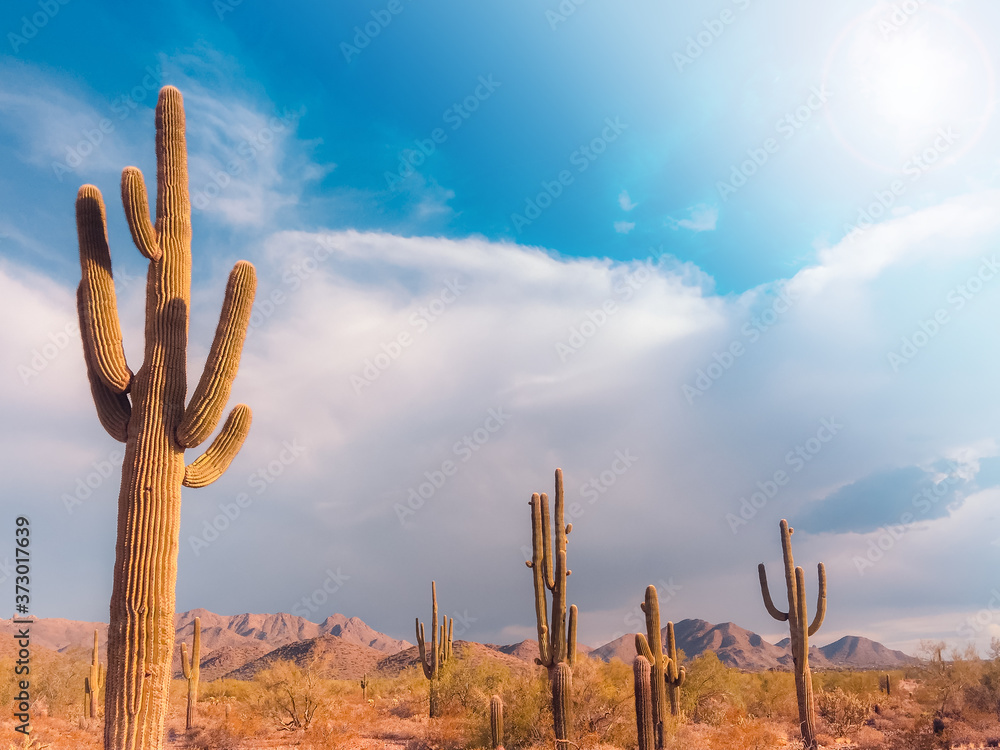 Desert landscape in Arizona,USA. Saguaro Cactus tree in Scottsdale.