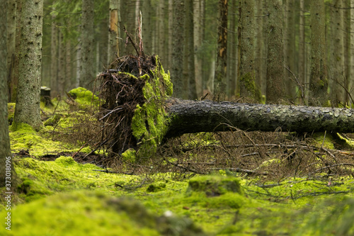 Fényképezés Low angle shot of fallen tree routs in the forest