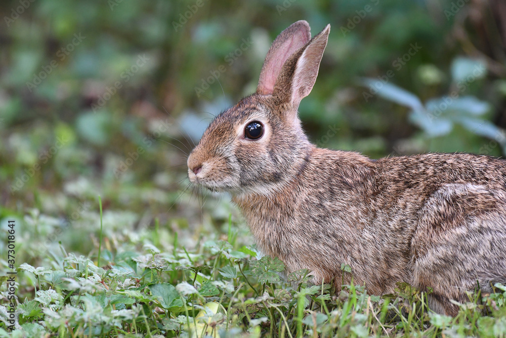 Fototapeta premium Cute rabbit resting on the grass