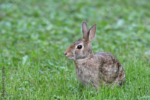 Cute rabbit resting on the grass © Switch Lab