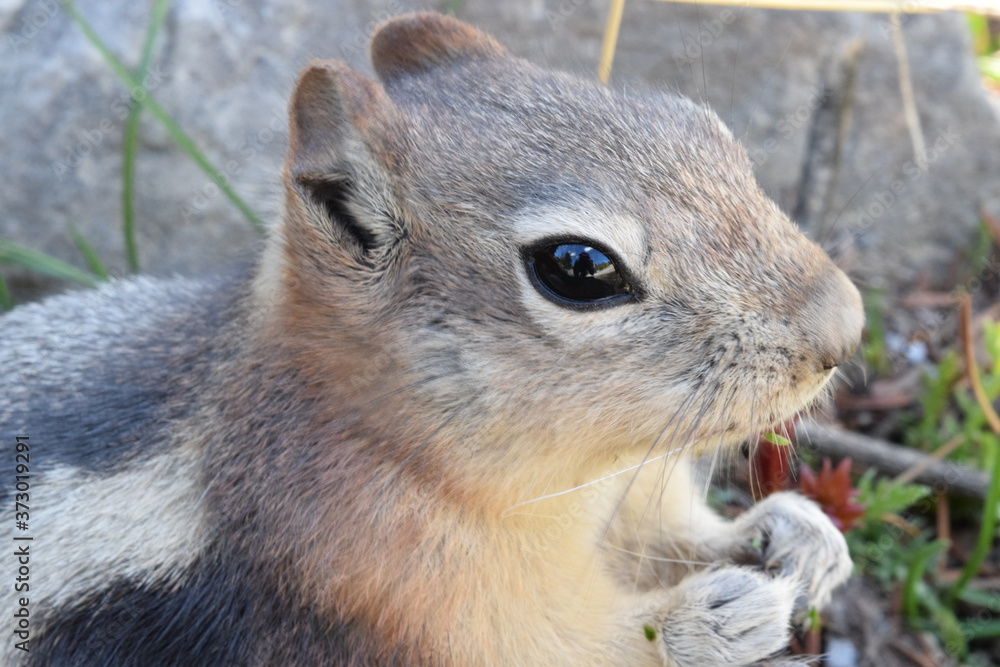 Obraz premium Chipmunk in BC contemplating life