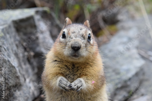 Chipmunk staring into my soul