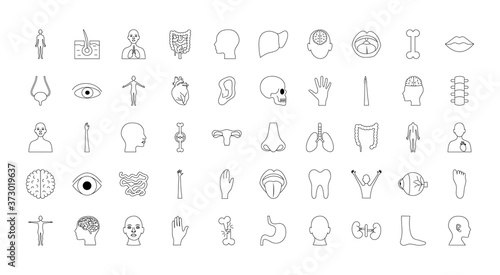 human body organs and parts icon set, line style