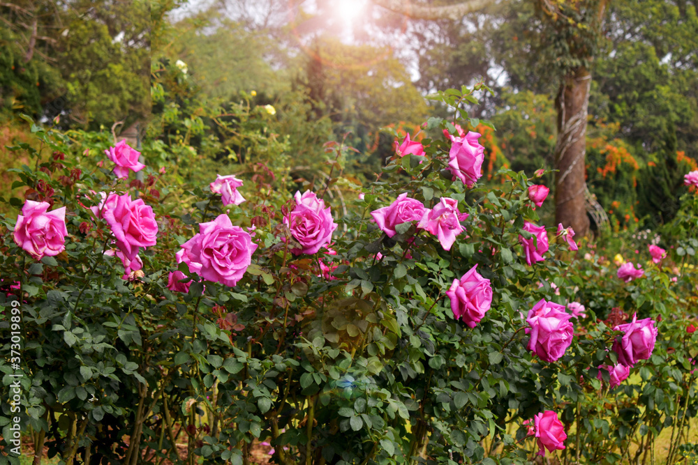 Obraz premium Beautiful pink rose in the garden