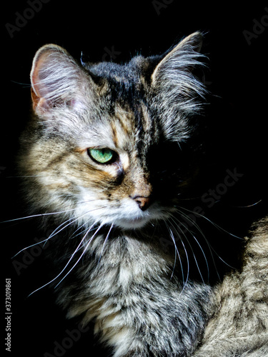 cat in dramatic lighting