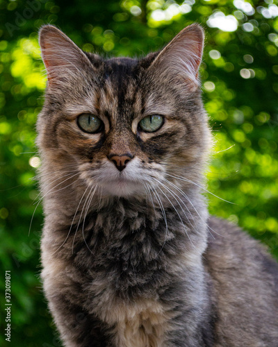cat portrait, leaves in background