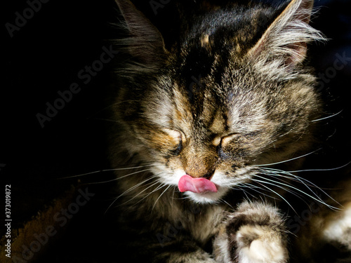 cat licking lips in dramatic sunlight
