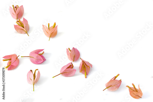 Petal of pink flowers isolated on white background