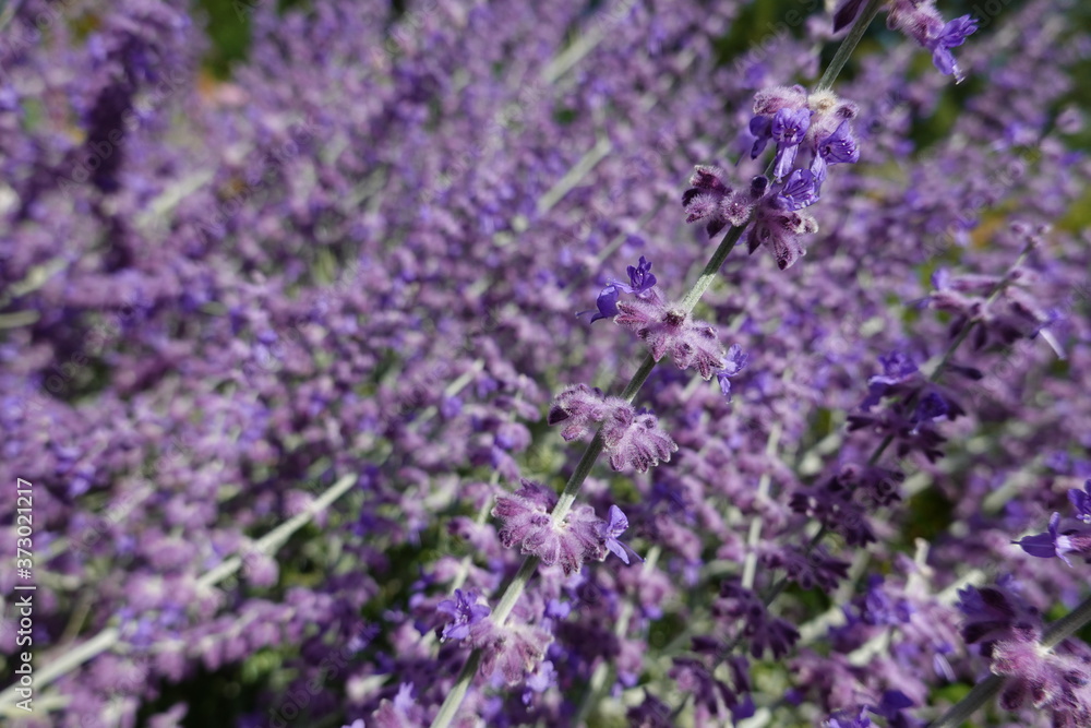 Obraz premium Lavender is a bushy, strong-scented perennial plant from the Mediterranean. In warmer regions, its gray to green foliage stays evergreen throughout the year.