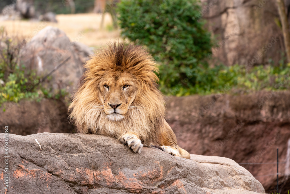 Obraz premium Lion at the Osaka Zoo in Japan