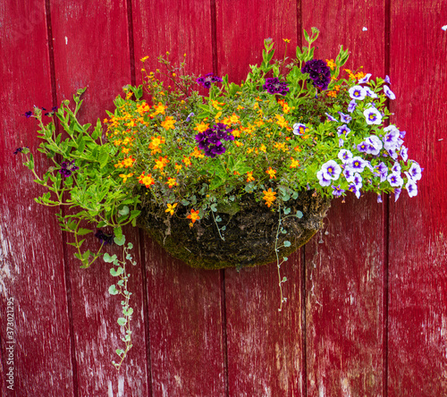  basket of delicate orange and purple flowers hanging on red wall of a barn 
