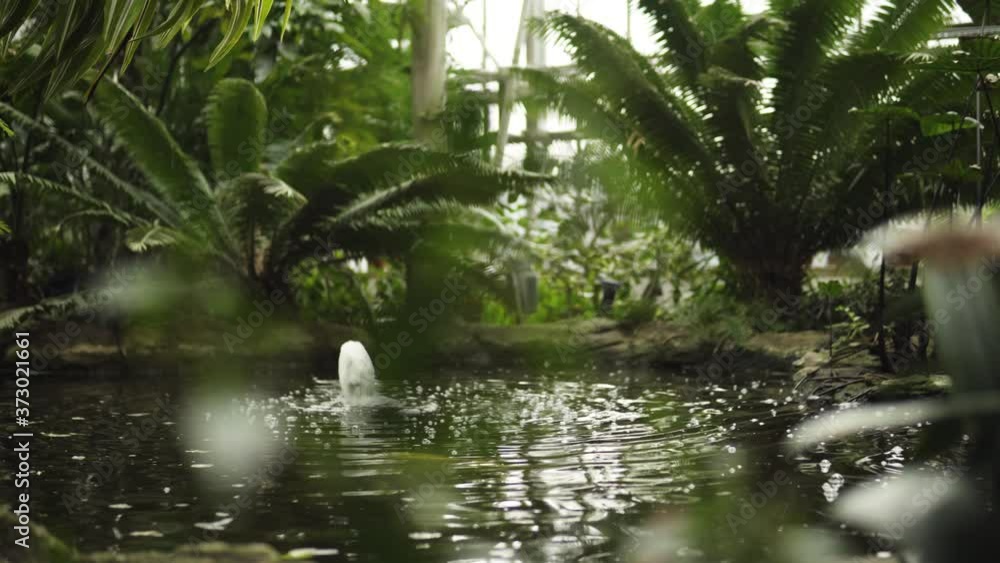 Small lake with waterflow in the middle of greenhouse looking like jungle greenery Small lake with waterflow in the middle of greenhouse looking like jungle greenery