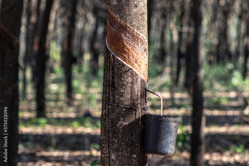 Rubber plantation for the extraction of latex, raw material in the manufacture of rubber, in Sao Paulo state, Brazil Rubber plantation for the extraction of latex, raw material in the manufacture of rubber, in Sao Paulo state, Brazil