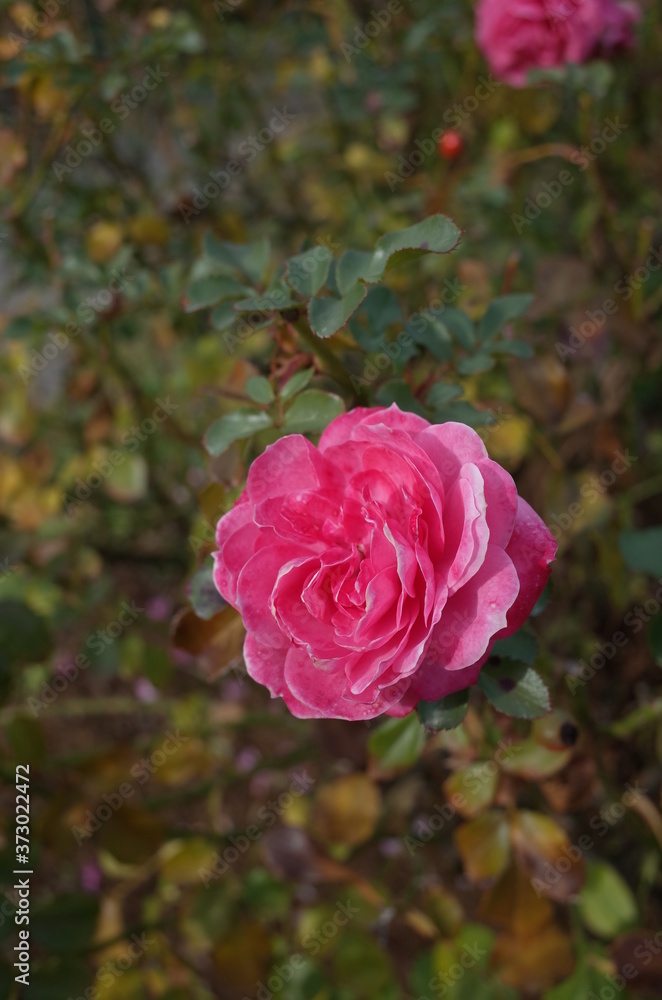 Pink Flower of Rose 'Alive' in Full Bloom
Pink Flower of Rose 'Alive' in Full Bloom