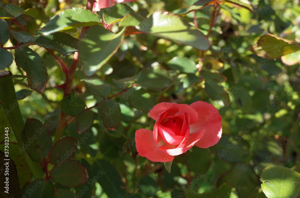 Apricot Flower of Rose 'Anna' in Full Bloom
Apricot Flower of Rose 'Anna' in Full Bloom
