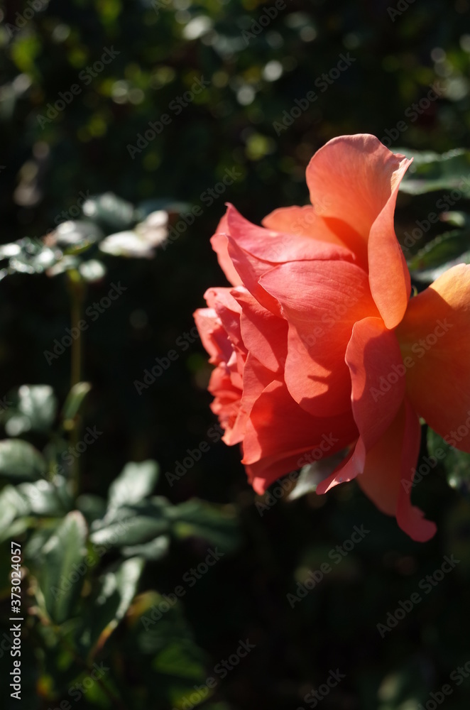 Apricot Flower of Rose 'Anna' in Full Bloom
