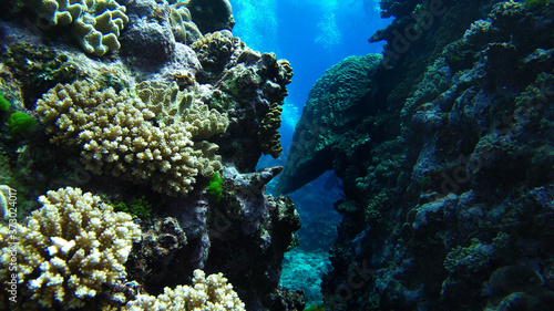 Fototapeta Naklejka Na Ścianę i Meble -  great barrier reef coral ecosystem