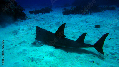great barrier reef coral ecosystem guitar shark