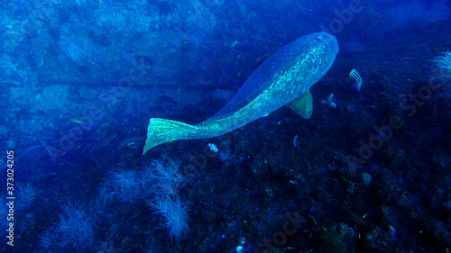 Goliath grouper at depth