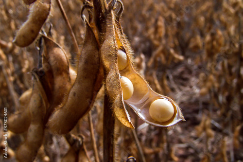 Photography Detail of soy plant in field with selective focus, in Mato Grosso State, Brazil