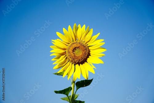 sunflower on blue sky background