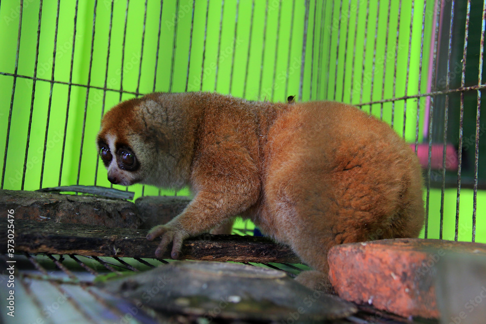 Obraz premium Take a closer look at the exotic animal slow loris (Nycticebus) that was rescued in Pekanbaru, Riau, Indonesia.