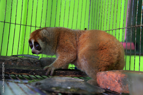 Take a closer look at the exotic animal slow loris (Nycticebus) that was rescued in Pekanbaru, Riau, Indonesia.