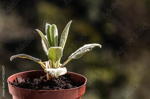 Close-up of the leaves of a young plant (stachys byzantina), stachys lanata, stachys olympica,in a pot in the garden, in Brazil photo