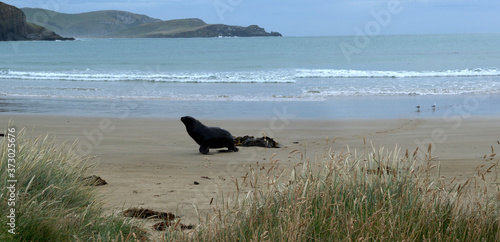 New Zealand Sea Lion Phocarctos hookeri photo