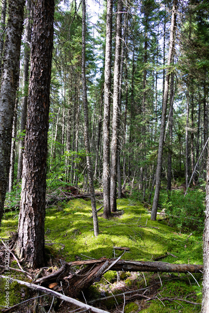 Mature forest in the Mauricie region in Quebec, Canada in early August. Mature forest in the Mauricie region in Quebec, Canada in early August.