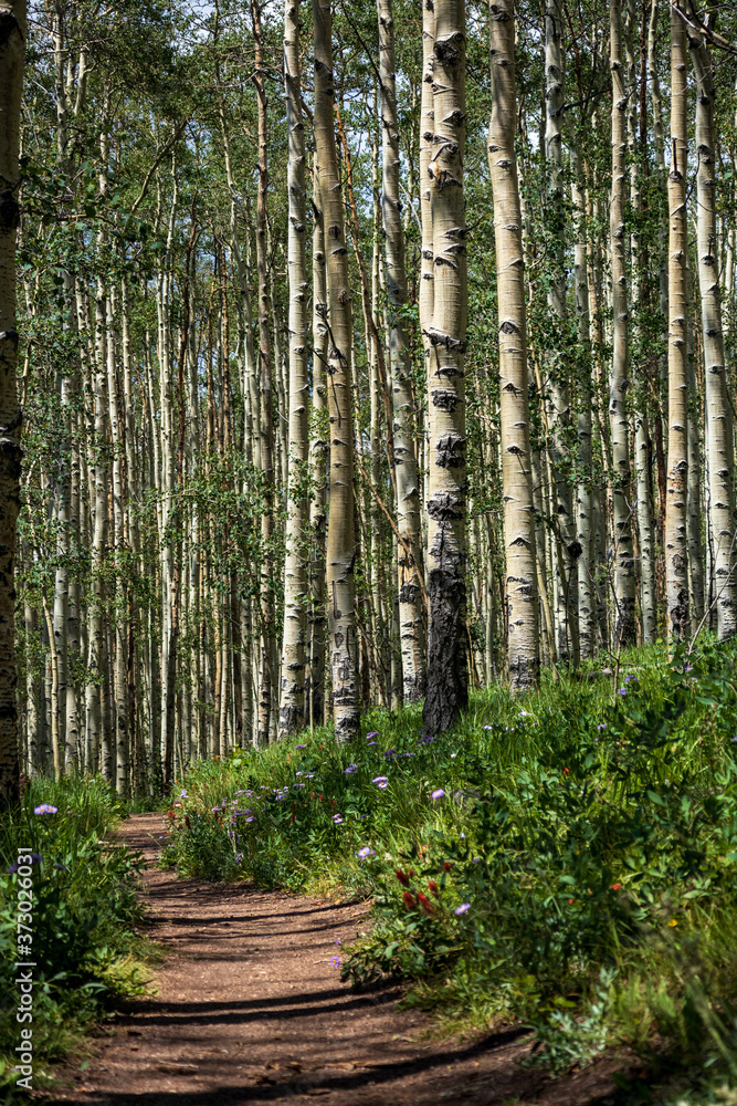 Obraz premium Colorado Trail in Summer Kenosha Pass