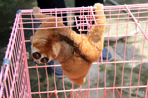 Take a closer look at the exotic animal slow loris (Nycticebus) that was rescued in Pekanbaru, Riau, Indonesia.
