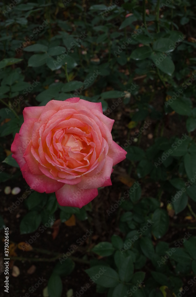 Cream and Pink Flower of Rose 'Asagumo' in Full Bloom
Cream and Pink Flower of Rose 'Asagumo' in Full Bloom