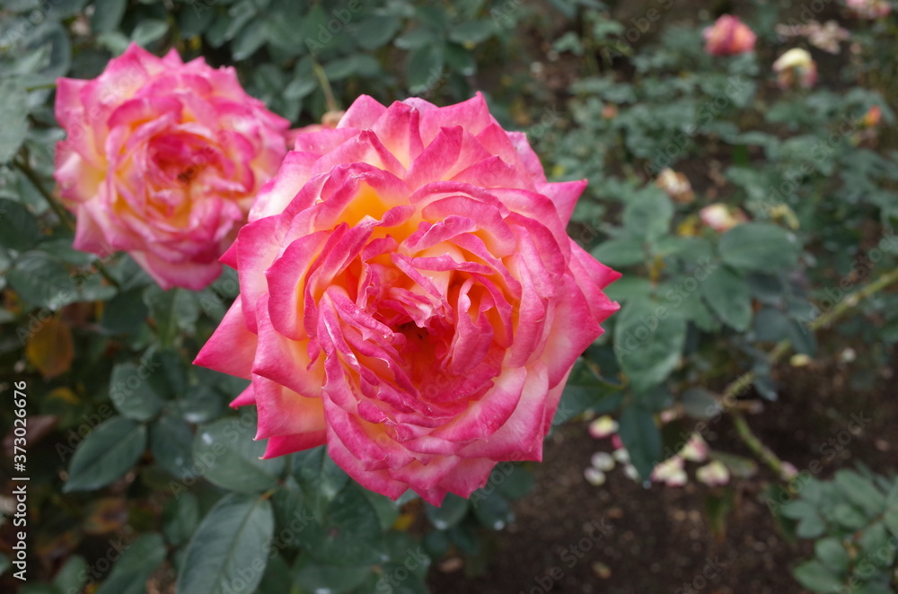 Cream and Pink Flower of Rose 'Asagumo' in Full Bloom
Cream and Pink Flower of Rose 'Asagumo' in Full Bloom