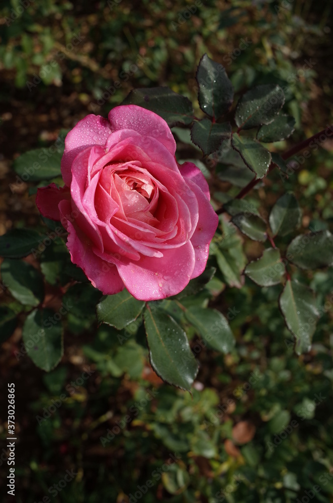 Light Pink Flower of Rose 'Ashley' in Full Bloom
Light Pink Flower of Rose 'Ashley' in Full Bloom