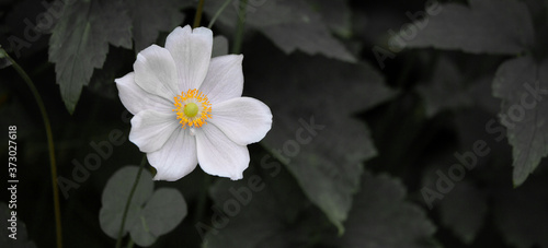 white flower in the garden black and white and yellow