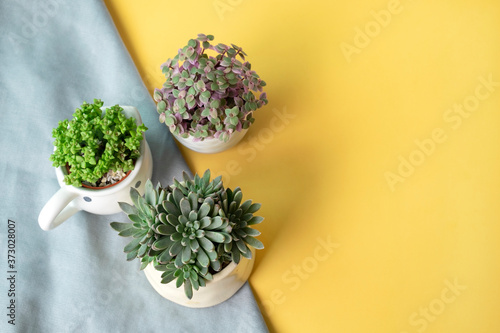 Top view of Graptopetalum Rusbyi and crassula succulent plant, in pot on fabric and yellow background