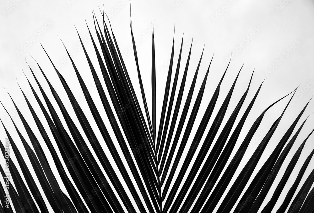 Obraz premium palm tree silhouette