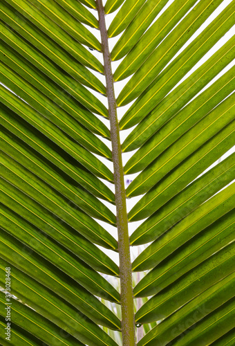 green palm leaf