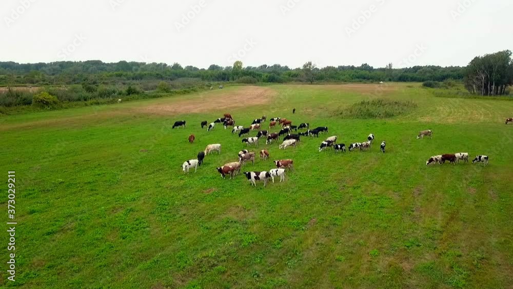 Herd of grazing cows in the field. Aerial top-down view flight over meadow. Herd of grazing cows in the field. Aerial top-down view flight over meadow.
